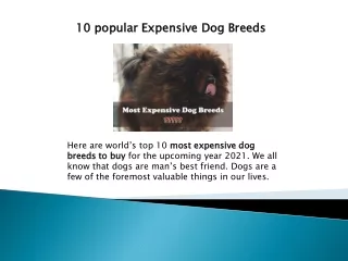10 most expensive dog breeds