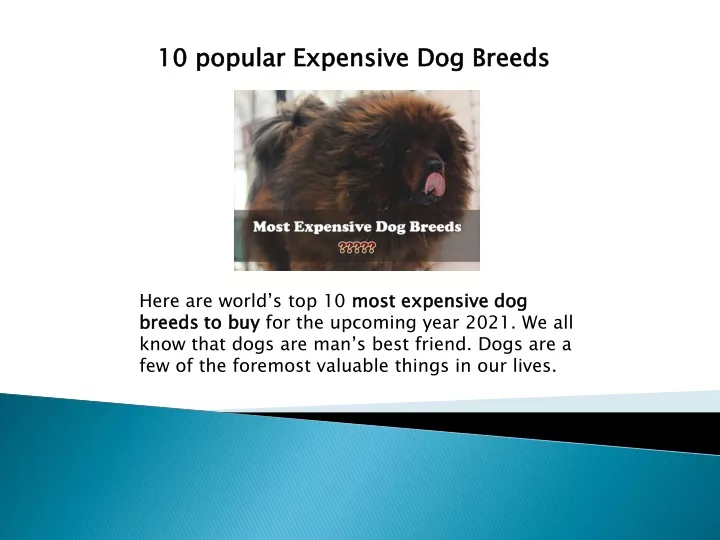 10 popular expensive dog breeds