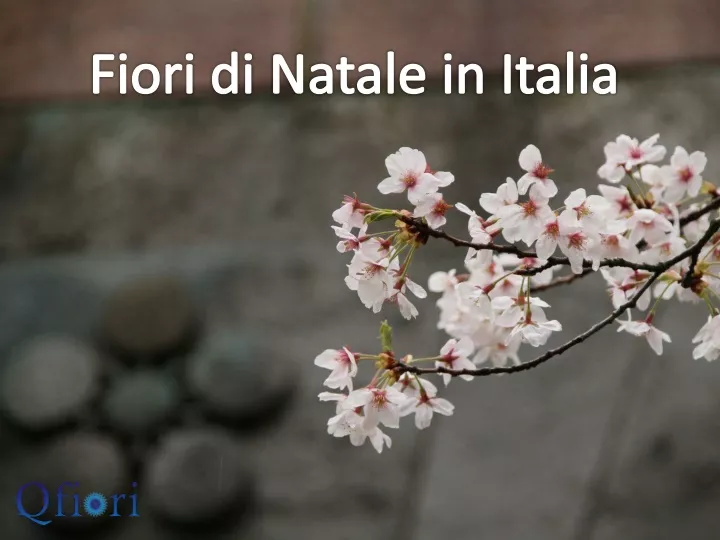 fiori di natale in italia