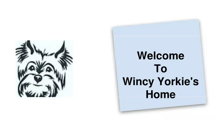 welcome to wincy yorkie s home