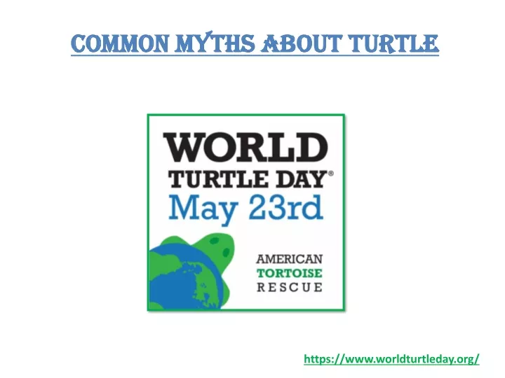 common myths about turtle