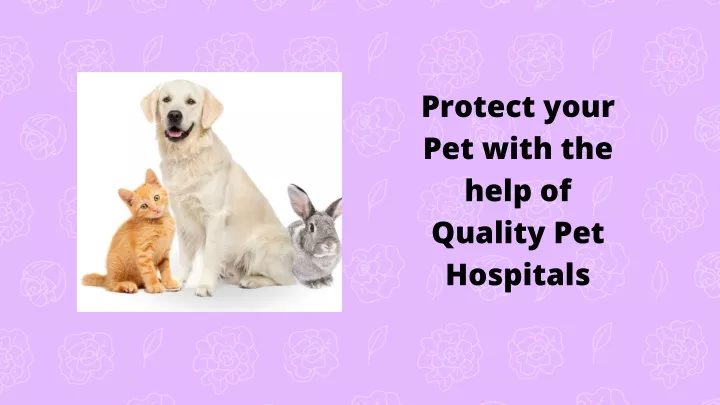 protect your pet with the help of quality