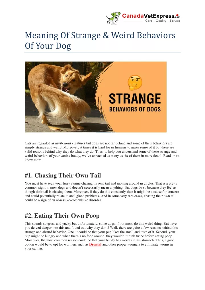 meaning of strange weird behaviors of your dog