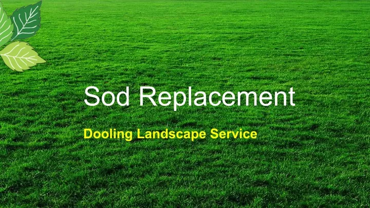 sod replacement