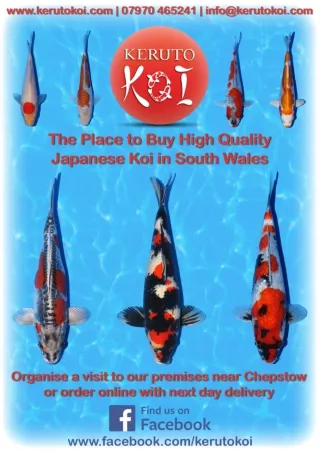 Koi Carp for Sale Online in the United Kingdom