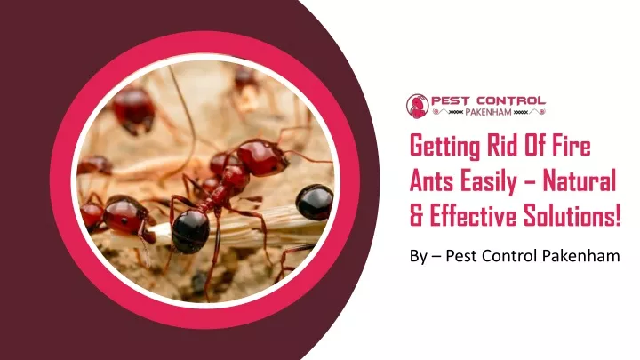 getting rid of fire ants easily natural effective