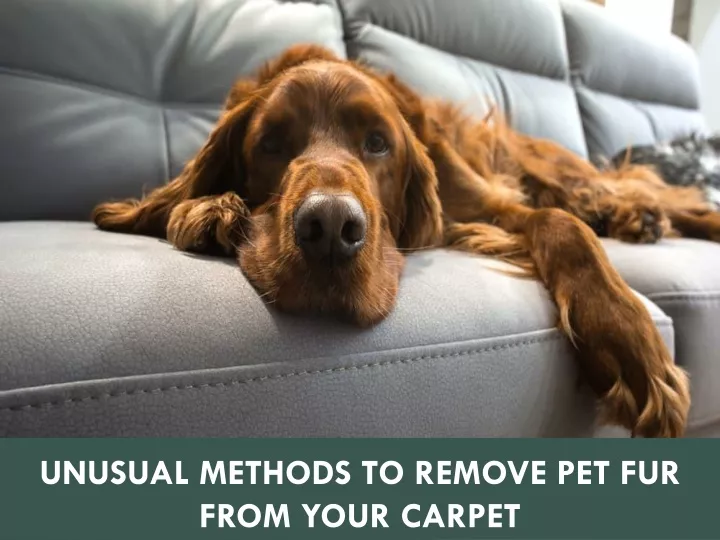 unusual methods to remove pet fur from your carpet