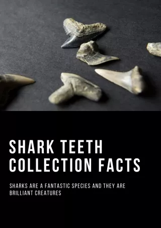 Shark Teeth Collection Facts