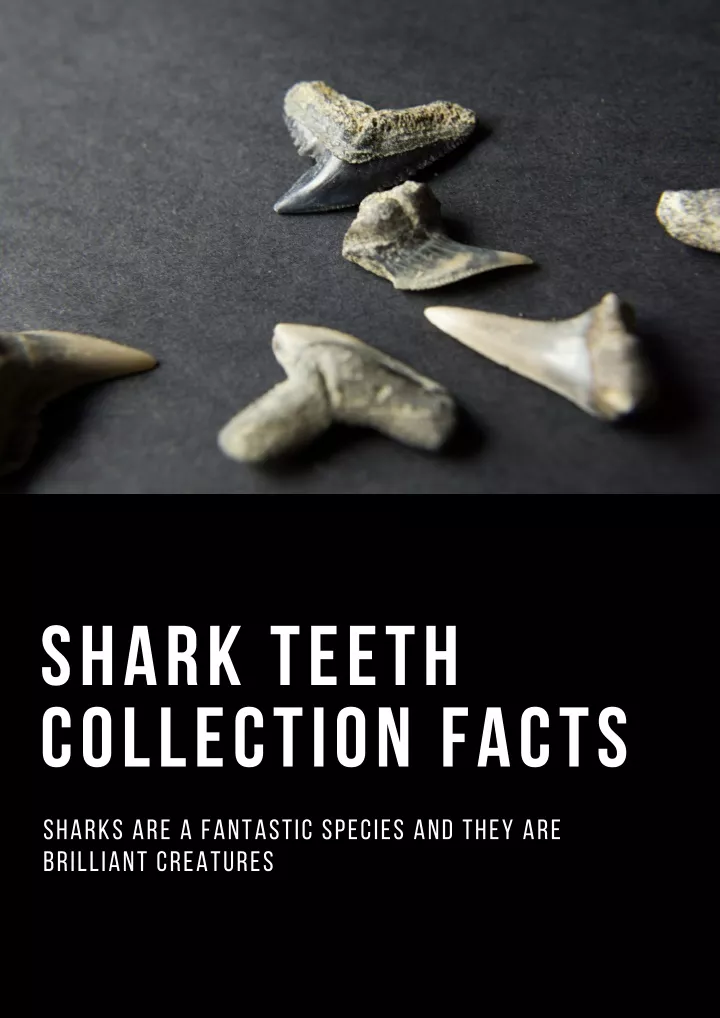 shark teeth collection facts