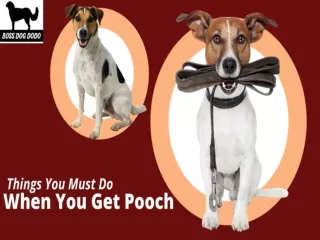 Things You Must Do When You Get Pooch