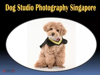 dog studio photography singapore