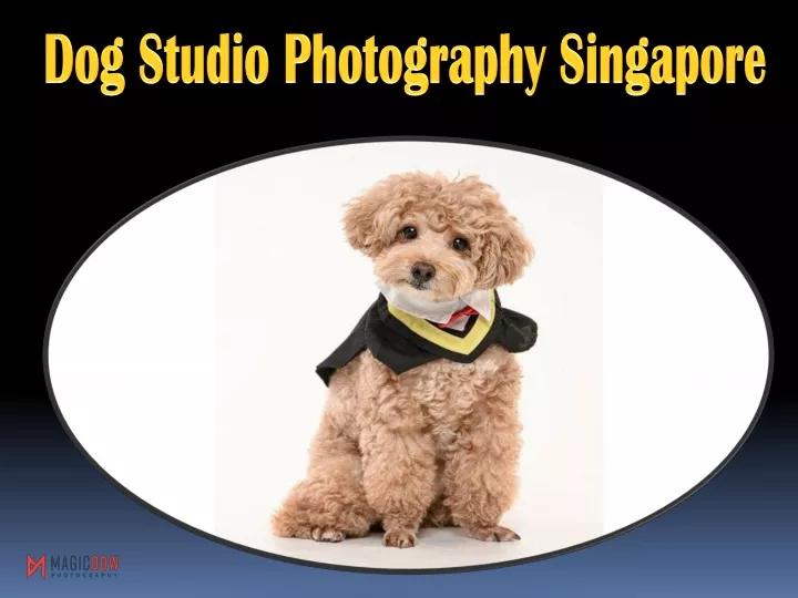 dog studio photography singapore