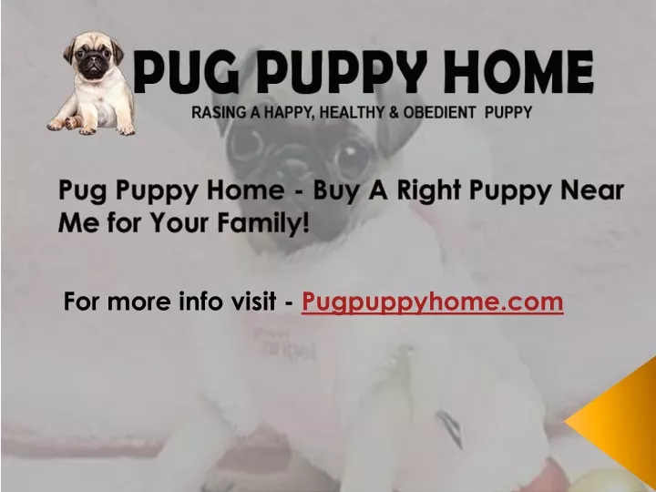 pug puppy home buy a right puppy near me for your family