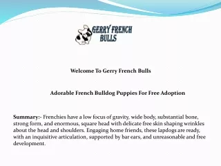 Adorable French Bulldog Puppies For Free Adoption