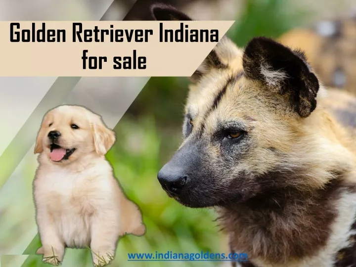 golden retriever indiana for sale
