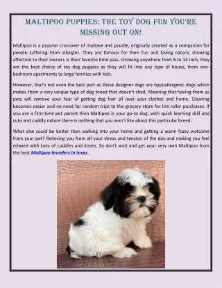 maltipoo puppies the toy dog fun you re missing
