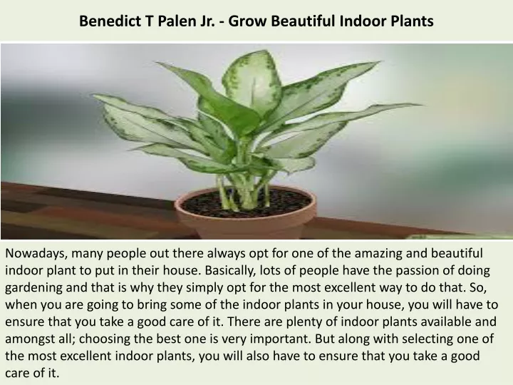 benedict t palen jr grow beautiful indoor plants