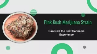 Shop Pink Kush Marijuana Online In Canada - Carly's Garden