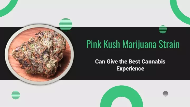 pink kush marijuana strain
