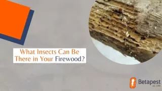 What Insects Can Be There in Your Firewood?