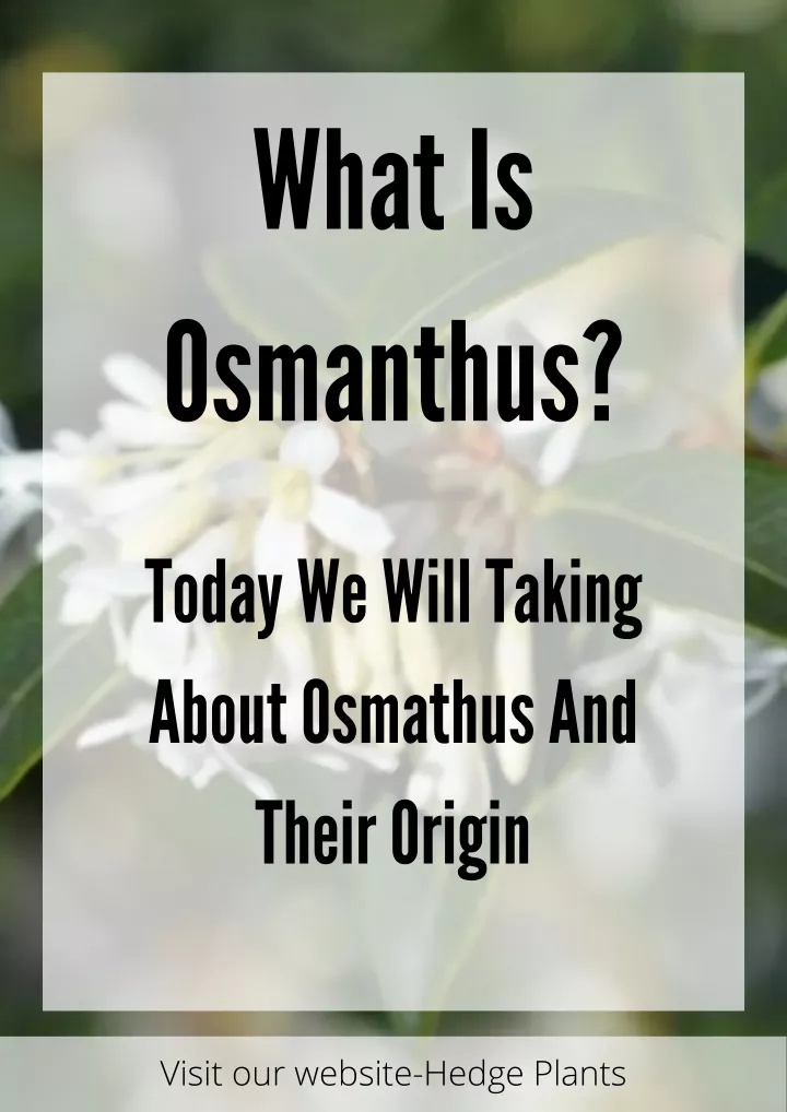 what is osmanthus