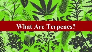 what are terpenes