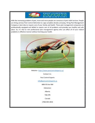 WASP Exterminator Edmonton | Pestcontrolexperts.ca