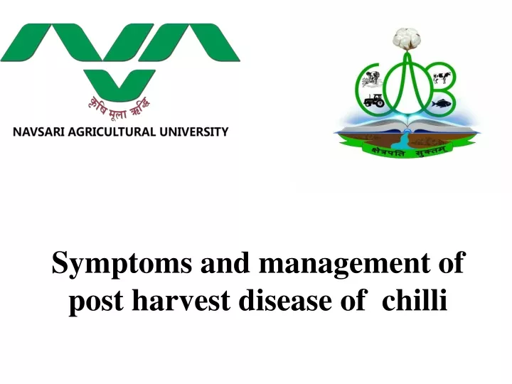 symptoms and management of post harvest disease of chilli