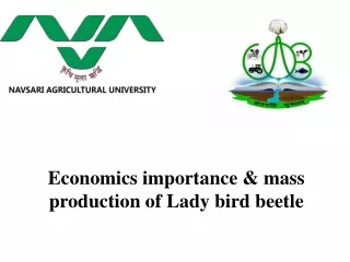 Economic importance and mass production of lady bug beetle