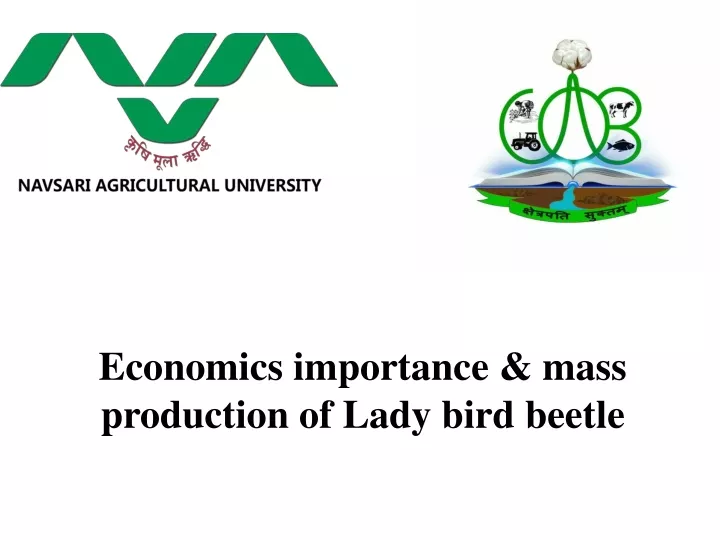 economics importance mass production of lady bird beetle