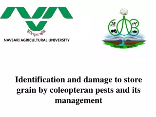 Identification and damage to store grain by coleopteran pests and its management