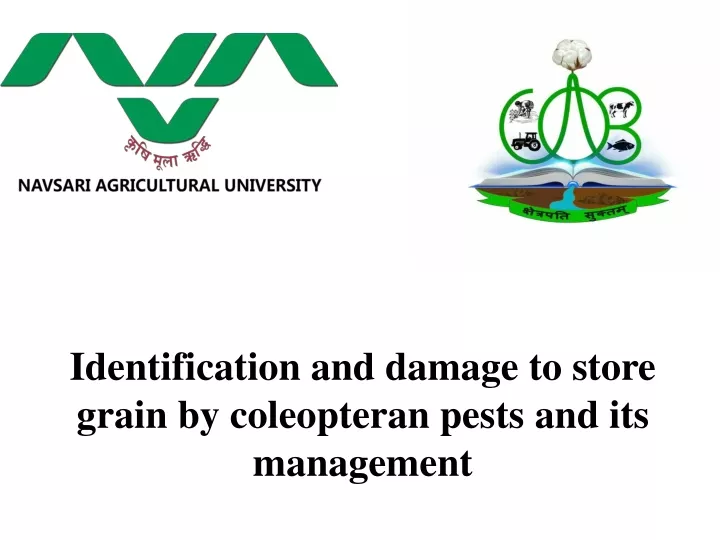 identification and damage to store grain by coleopteran pests and its management