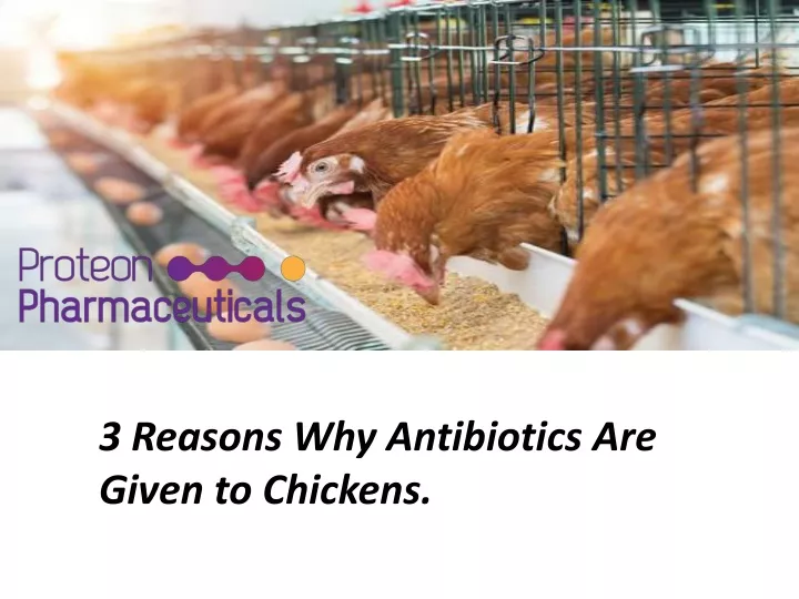 3 reasons why antibiotics are given to chickens