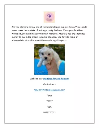 are you planning to buy one of the best maltipoo