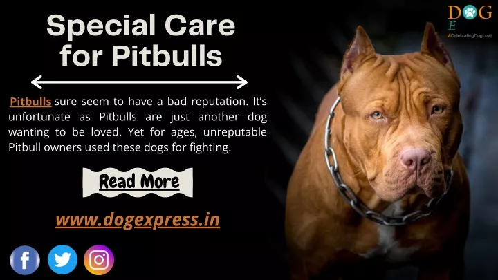 special care for pitbulls