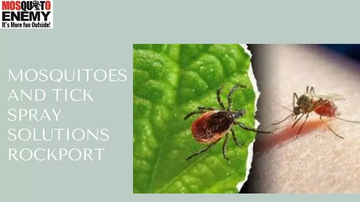 mosquitoes and tick spray solutions rockport