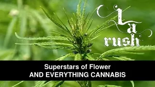 superstars of flower and everything cannabis
