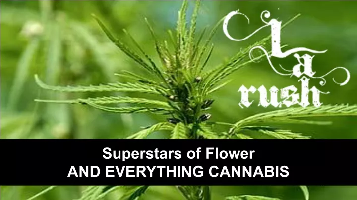 superstars of flower and everything cannabis