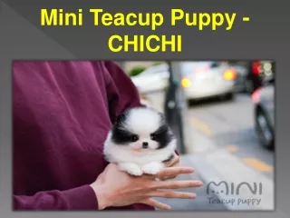 Mini Teacup Puppy -CHICHI
