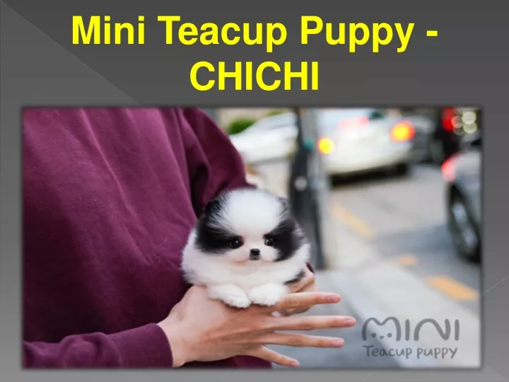 mini teacup puppy chichi