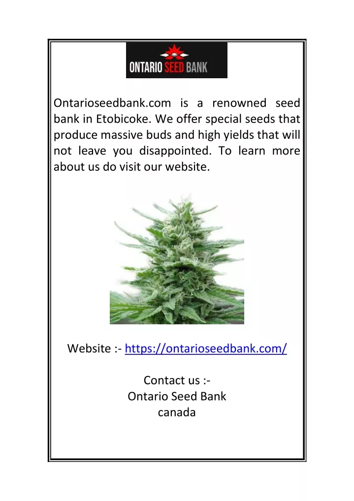 ontarioseedbank com is a renowned seed bank