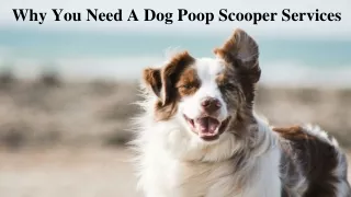 Why You Need A Dog Poop Scooper Services