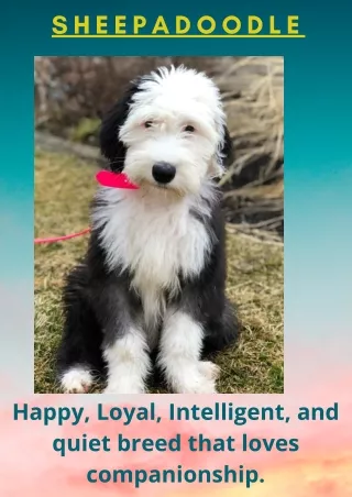 Sheepadoodle Puppies For Sale