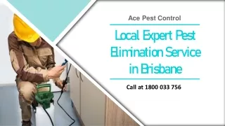 Local Expert Pest Elimination Service in Brisbane