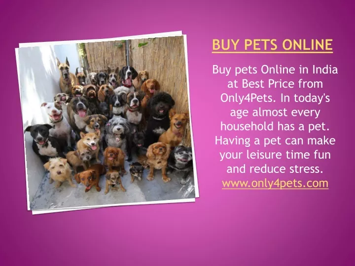 buy pets online