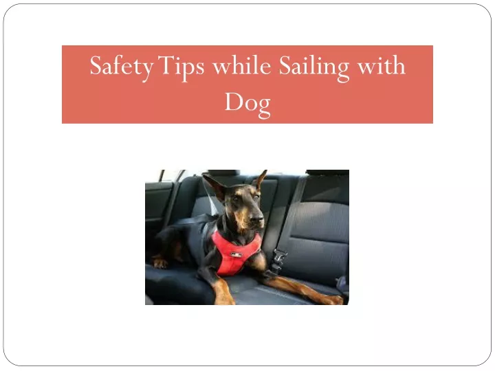 safety tips while sailing with dog