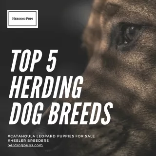 Top 5 Herding Dog Breeds