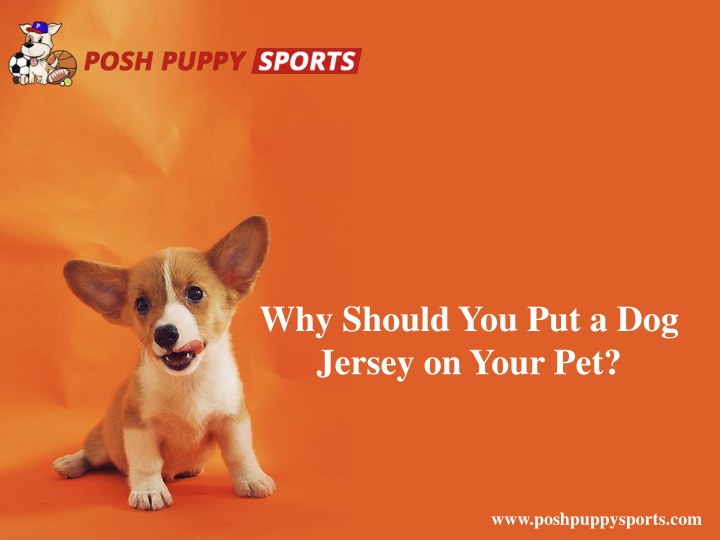 why should you put a dog jersey on your pet