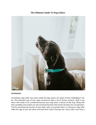 the ultimate guide to dog collars