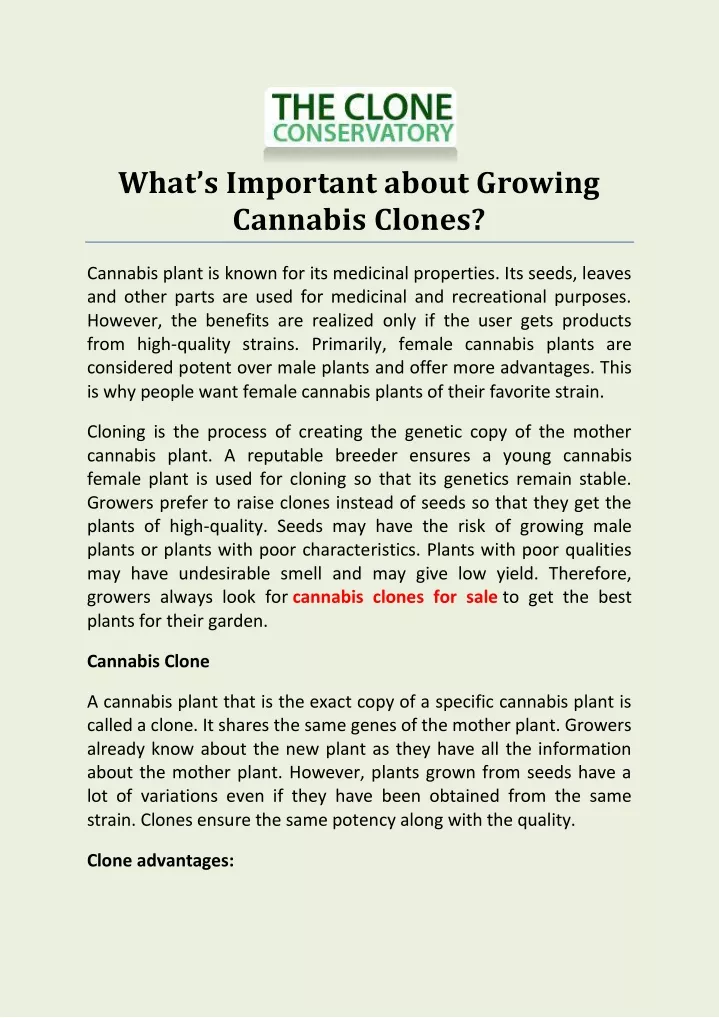 what s important about growing cannabis clones